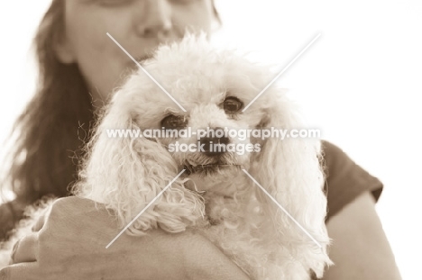 Toy Poodle being carried by woman