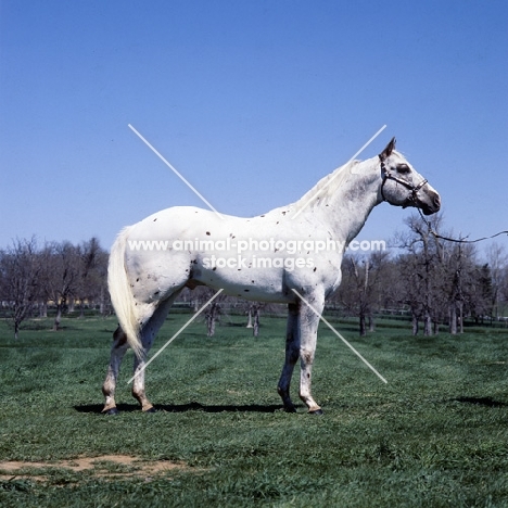 famous Appaloosa stallion in USA