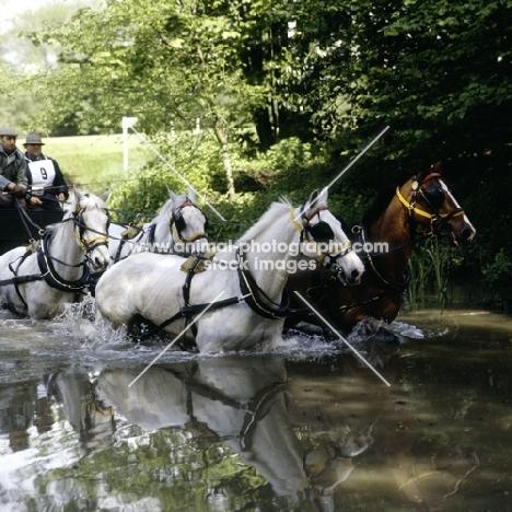 team crossing the river at coaching marathon at royal windsor horse show