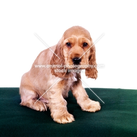 english cocker spaniel puppy sitting