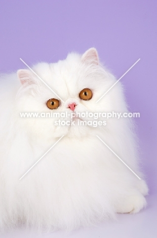 orange eyed white Persian on purple background, looking at camera