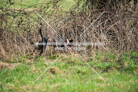 German Hunt Terrier (aka deutscher jagd terrier) on a hunt