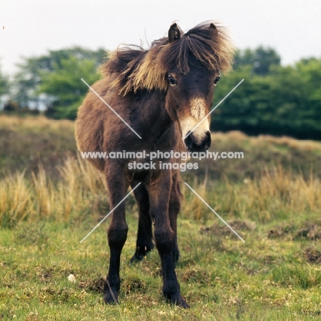 Exmoor pony on Exmoor