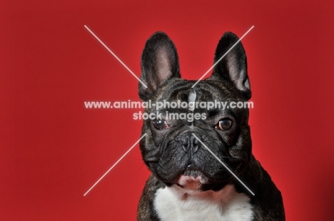 French Bulldog with ears up looking at camera