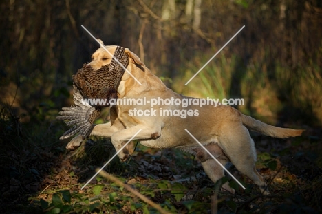 yellow labrador retriever retrieving pheasant during a hunt in the woods