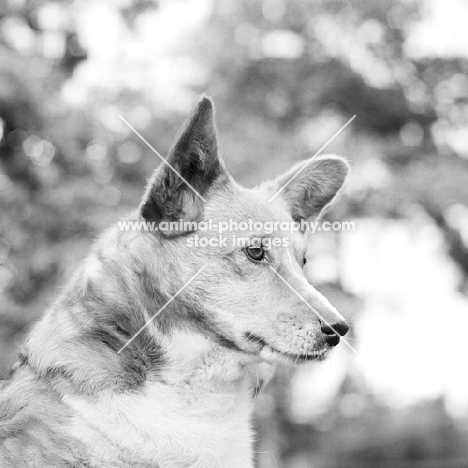 pembroke welsh corgi head study