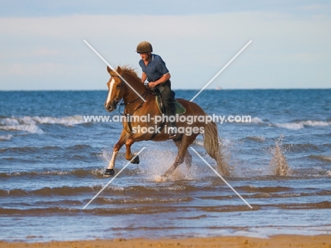 Welsh Cob (section d) being ridden