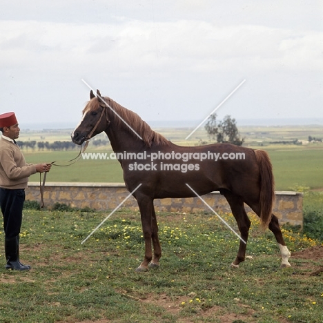 Jereime, Barb x Arab stallion at Souhalem with Moroccan handler