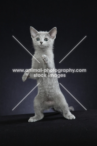10 week old Russian Blue kitten standing up