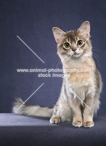 Somali cat on blue gray background