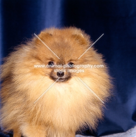 ch little model of hadleigh,  pomeranian, portrait 