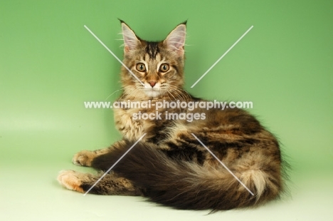 brown tabby and white maine coon lying