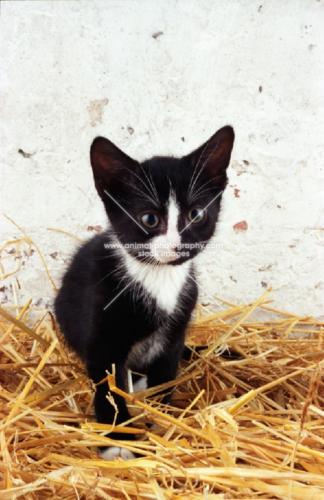 black and white Household kitten on straw