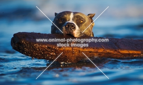 ambitious American Staffordshire Terrier