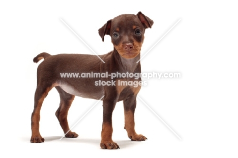 chocolate and tan Miniature Pinscher puppy