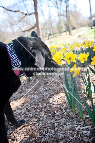 black lab mix sniffing yellow flowers (daffodils)