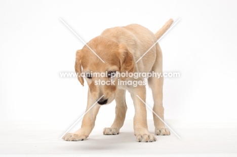 Saluki puppy looking down