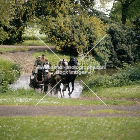  j.richards driving a team of welsh cobs at windsor carriage driving championships 1981 