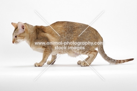 Chocolate Ticked Torbie Oriental Shorthair