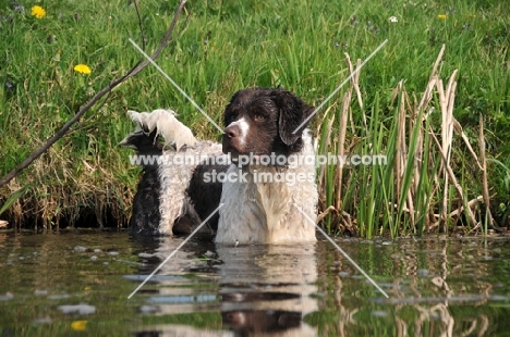 Wetterhound standing in water