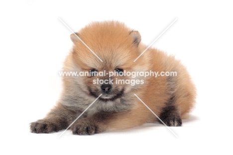 Pomeranian puppy lying down