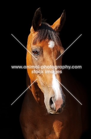 One brown thoroughbred horse on black background