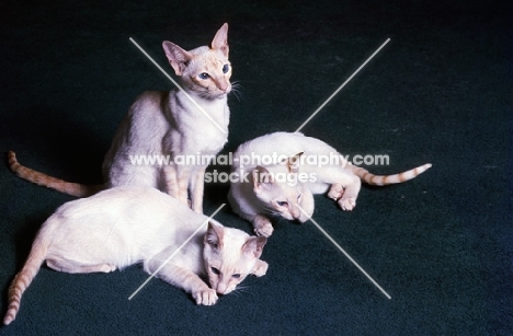 three red point siamese cats