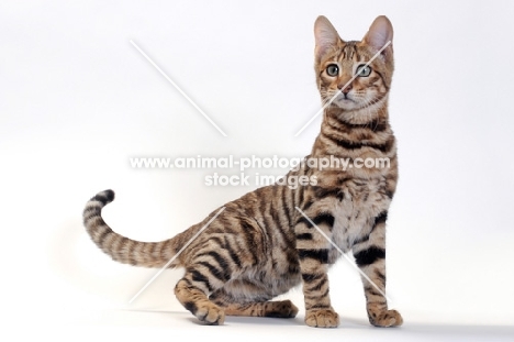 Toyger sitting, Brown Mackerel Tabby colour, 