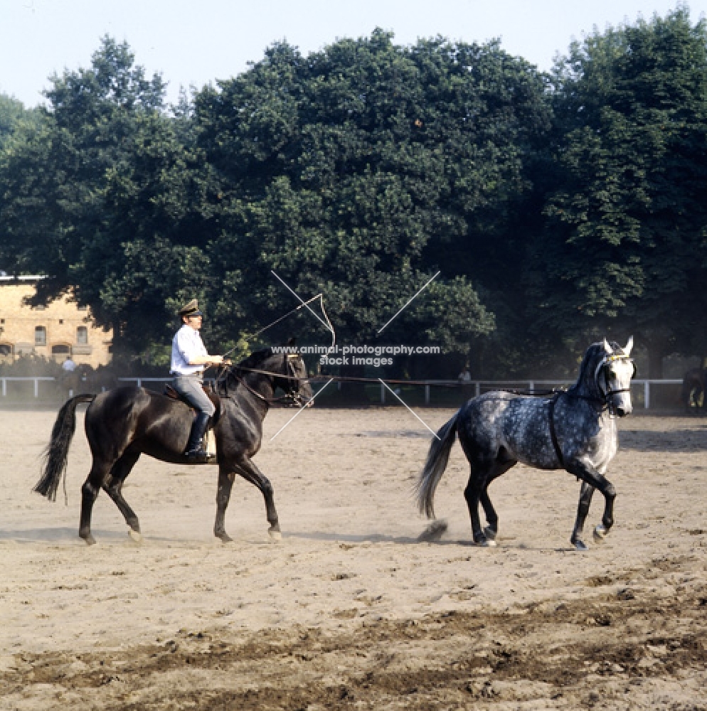 rider long reining a hanoverian at celle