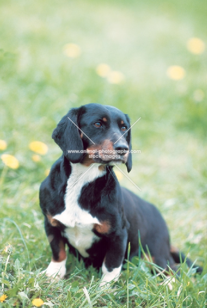 Wlderdackel - oldtype black forest hound, German breed in revival