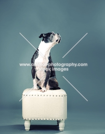 Boston Terrier sitting on stool in studio