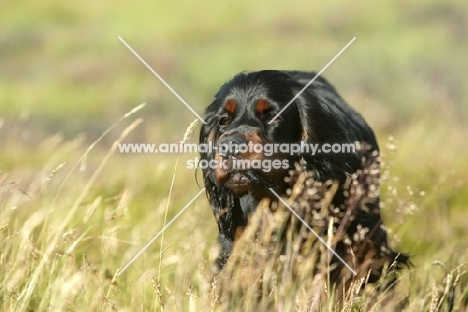 Gordon Setter in field