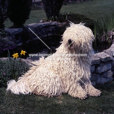 young komondor sitting on grass by a pond