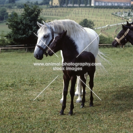 Alma lipizzaner mare with her foal at Piber