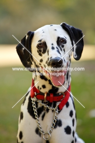 Dalmatian wearing red collar, looking at camera