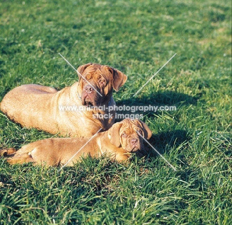 Dogue de Bordeaux bitch with puppy