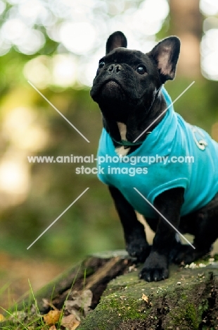 French Bulldog wearing jumper