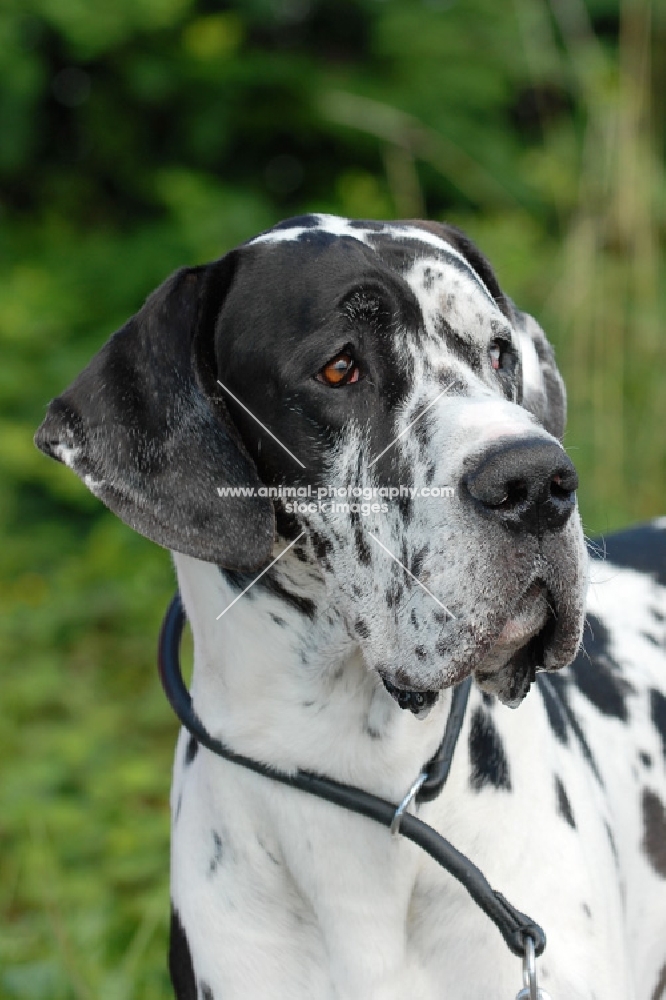 harlequin great dane portrait