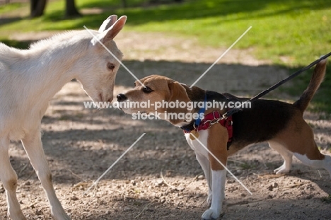 beagle going nose to nose with a Saanen goat kid