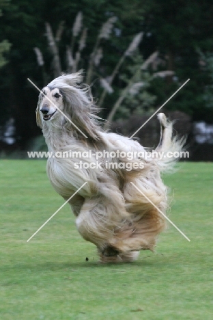 Afghan Hound running