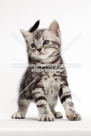 Silver Classic Tabby American Shorthair kitten