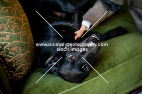 Black Lab lying on green sofa being pet by owner.