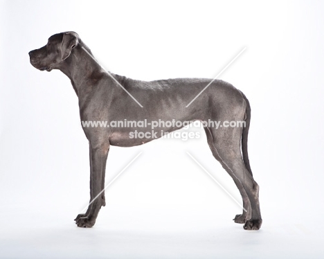 Great Dane side view