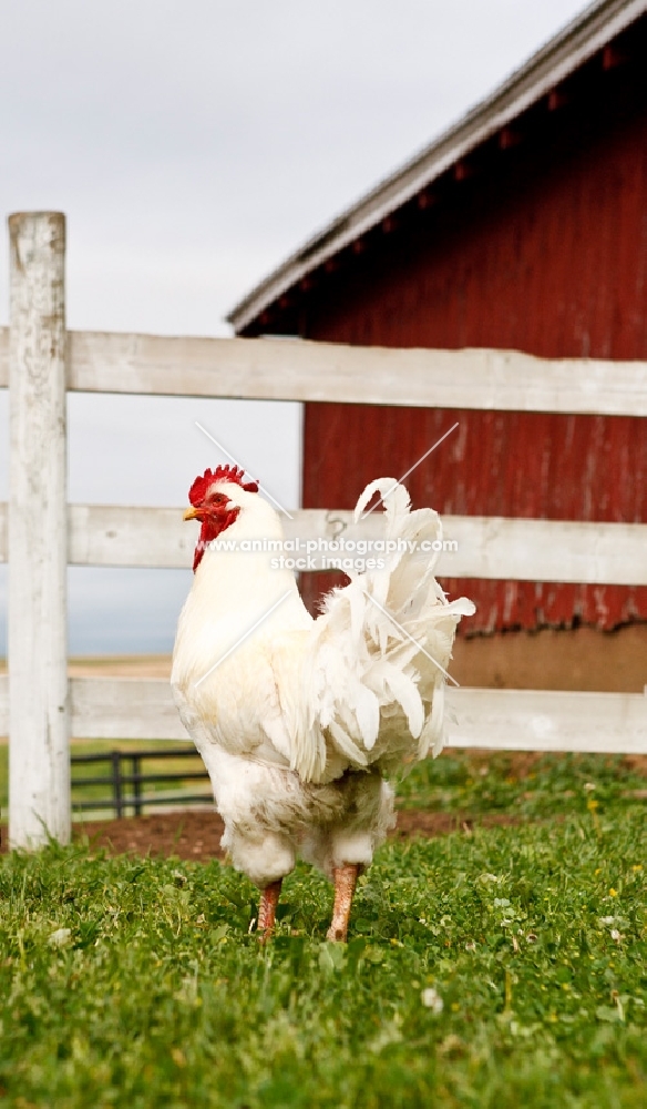 white rock cockerel