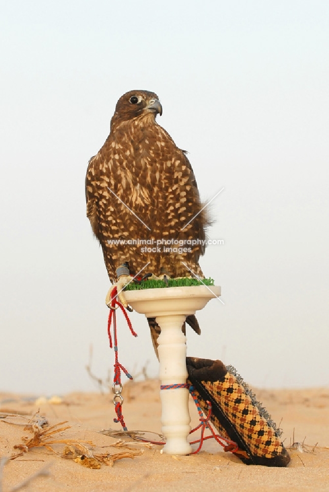 Falcon on perch in Dubai
