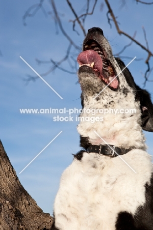 dog, looking up at tree