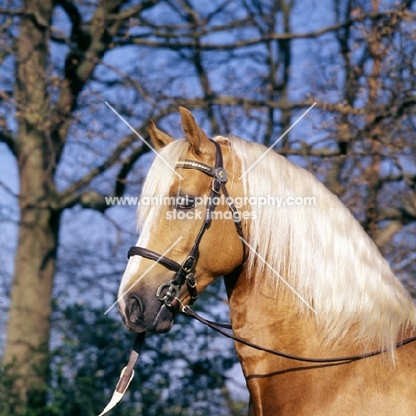 dilys golden harp,welsh cob (section d), head study