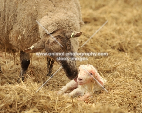 mixed breed sheep and lamb