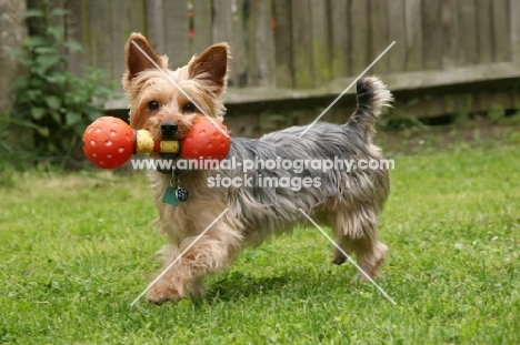 Yorkishire Terrier with toy