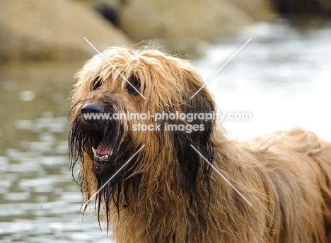 Briard